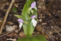 Showy Orchid, Galearis spectabilis