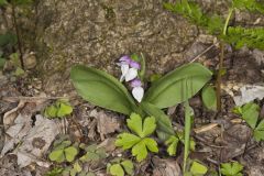 Showy Orchid, Galearis spectabilis