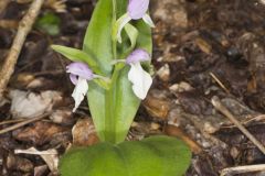 Showy Orchid, Galearis spectabilis