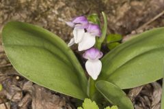 Showy Orchid, Galearis spectabilis