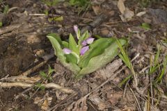 Showy Orchid, Galearis spectabilis