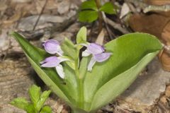 Showy Orchid, Galearis spectabilis