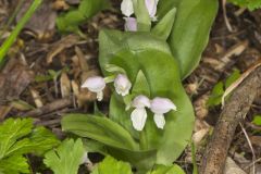 Showy Orchid, Galearis spectabilis