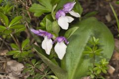 Showy Orchid, Galearis spectabilis