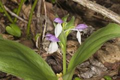 Showy Orchid, Galearis spectabilis