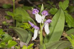 Showy Orchid, Galearis spectabilis