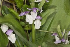 Showy Orchid, Galearis spectabilis