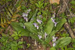 Showy Orchid, Galearis spectabilis