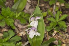 Showy Orchid, Galearis spectabilis