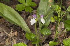 Showy Orchid, Galearis spectabilis