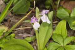 Showy Orchid, Galearis spectabilis