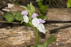 Showy Orchid, Galearis spectabilis