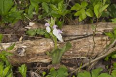 Showy Orchid, Galearis spectabilis