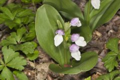 Showy Orchid, Galearis spectabilis