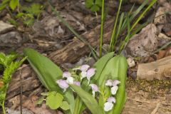 Showy Orchid, Galearis spectabilis