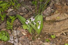 Showy Orchid, Galearis spectabilis