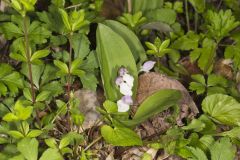 Showy Orchid, Galearis spectabilis