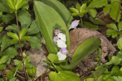 Showy Orchid, Galearis spectabilis