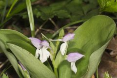 Showy Orchid, Galearis spectabilis