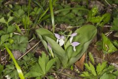 Showy Orchid, Galearis spectabilis