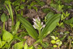 Showy Orchid, Galearis spectabilis