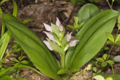 Showy Orchid, Galearis spectabilis