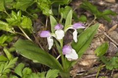 Showy Orchid, Galearis spectabilis