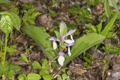 Showy Orchid, Galearis spectabilis