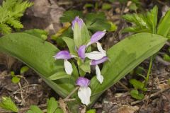 Showy Orchid, Galearis spectabilis