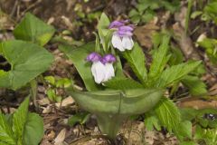 Showy Orchid, Galearis spectabilis