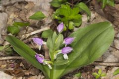 Showy Orchid, Galearis spectabilis