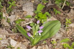 Showy Orchid, Galearis spectabilis