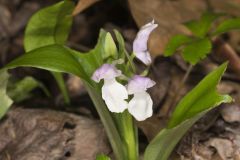 Showy Orchid, Galearis spectabilis