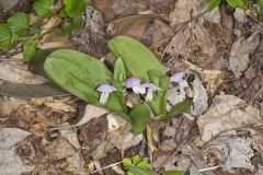 Showy Orchid, Galearis spectabilis