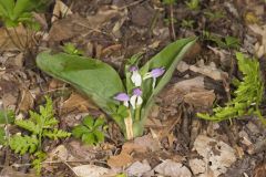 Showy Orchid, Galearis spectabilis