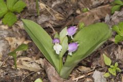 Showy Orchid, Galearis spectabilis