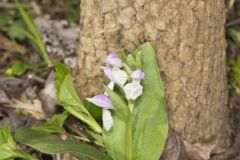 Showy Orchid, Galearis spectabilis