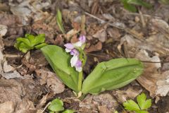 Showy Orchid, Galearis spectabilis