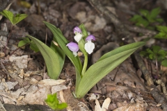 Showy Orchid, Galearis spectabilis