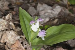 Showy Orchid, Galearis spectabilis