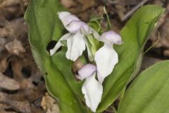 Showy Orchid, Galearis spectabilis