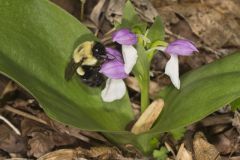 Showy Orchid, Galearis spectabilis