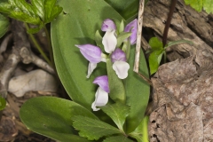 Showy Orchid, Galearis spectabilis