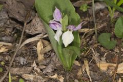 Showy Orchid, Galearis spectabilis