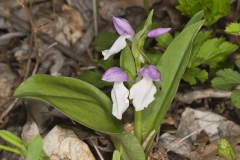 Showy Orchid, Galearis spectabilis