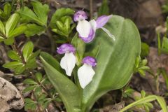 Showy Orchid, Galearis spectabilis