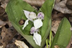 Showy Orchid, Galearis spectabilis