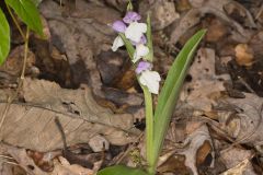 Showy Orchid, Galearis spectabilis