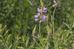 Showy Tick-trefoil, Desmodium canadense