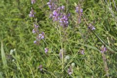 Showy Tick-trefoil, Desmodium canadense